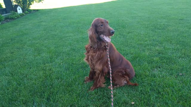 Family Raised Irish Setter Puppies media 14