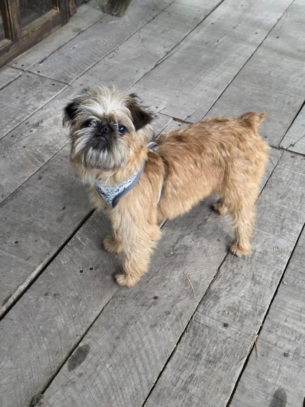 Brussels Griffon Puppies breeder image 2