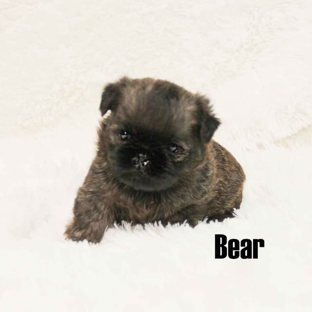 Brussels Griffon Puppies media 3