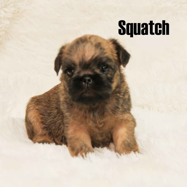 Brussels Griffon Puppies media 2