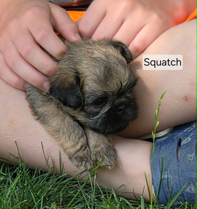 Brussels Griffon Puppies media 4