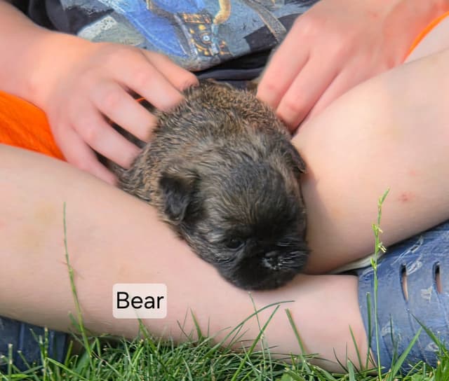 Brussels Griffon Puppies media 8