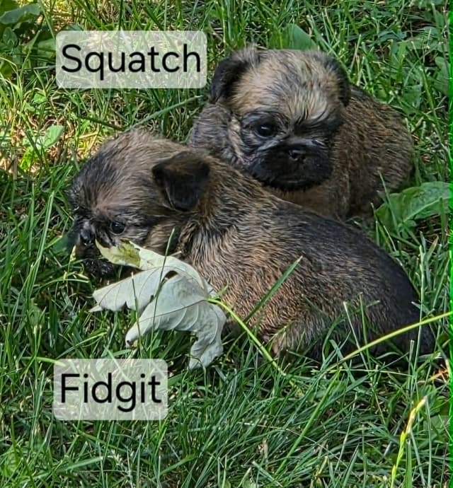 Brussels Griffon Puppies media 7