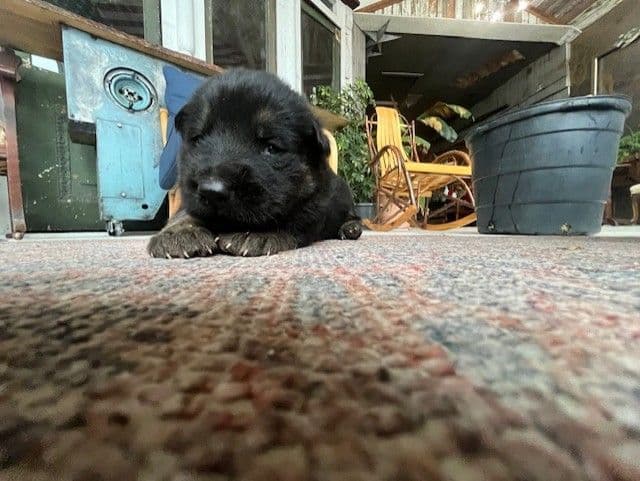German Shepherd Dog Puppies breeder image 2