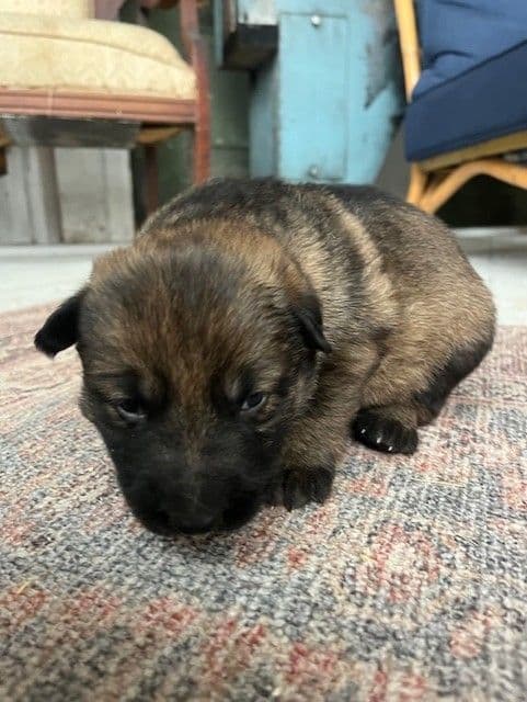German Shepherd Dog Puppies breeder image 3