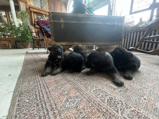 German Shepherd Dog Puppies breeder image 6