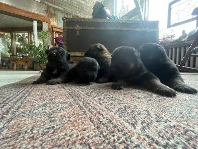 German Shepherd Dog Puppies breeder image 7