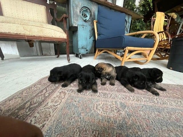 German Shepherd Dog Puppies breeder image 8