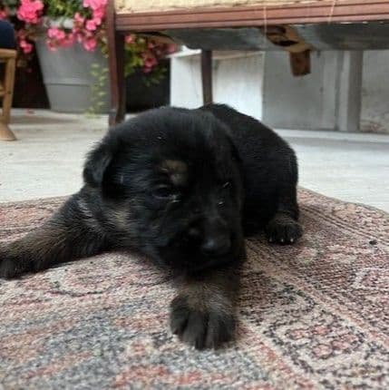 German Shepherd Dog Puppies breeder image 5