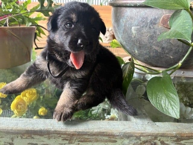 German Shepherd Dog Puppies media 2