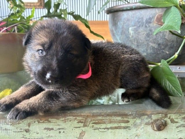 German Shepherd Dog Puppies media 4