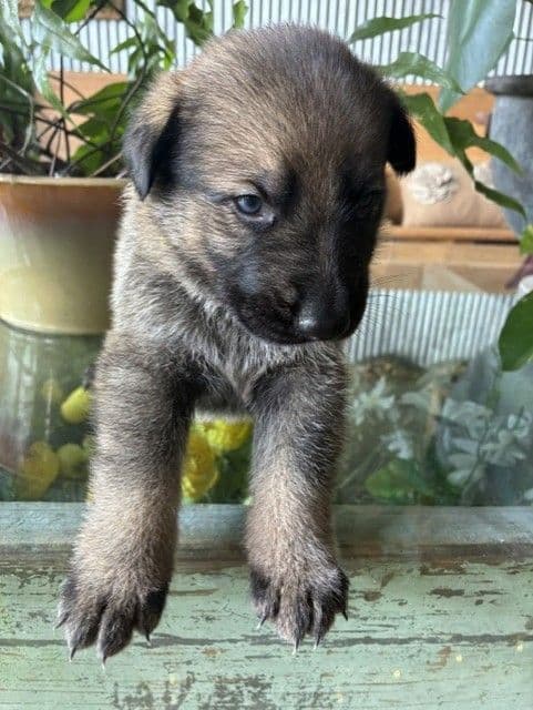 German Shepherd Dog Puppies media 5