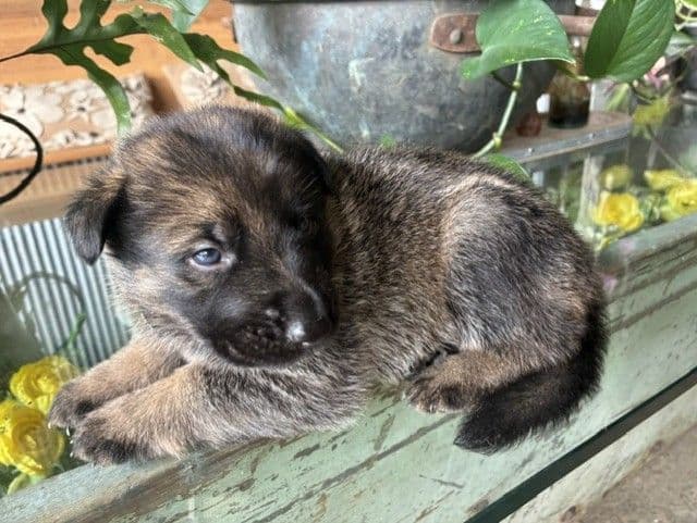 German Shepherd Dog Puppies media 7