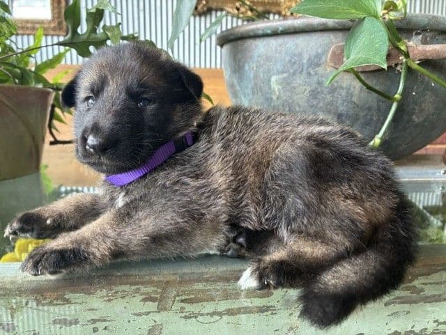 German Shepherd Dog Puppies media 8