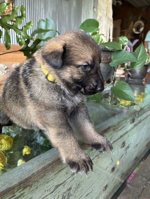 German Shepherd Dog Puppies media 10