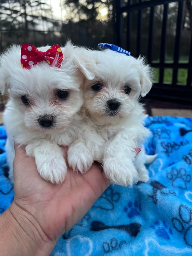 Maltese Puppies media 2
