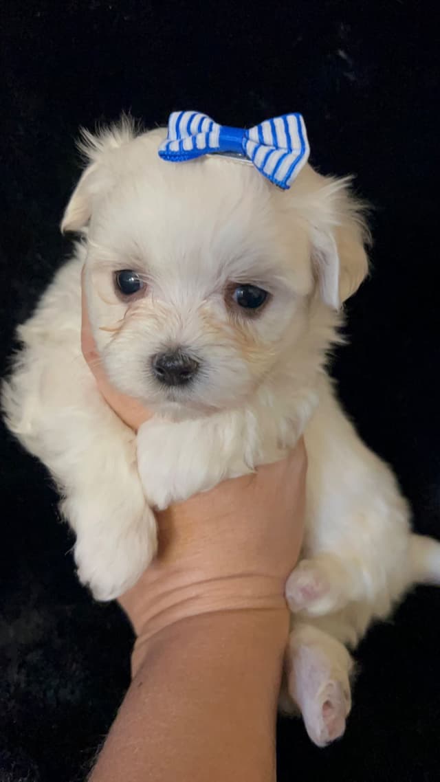 Maltese Puppies media 5