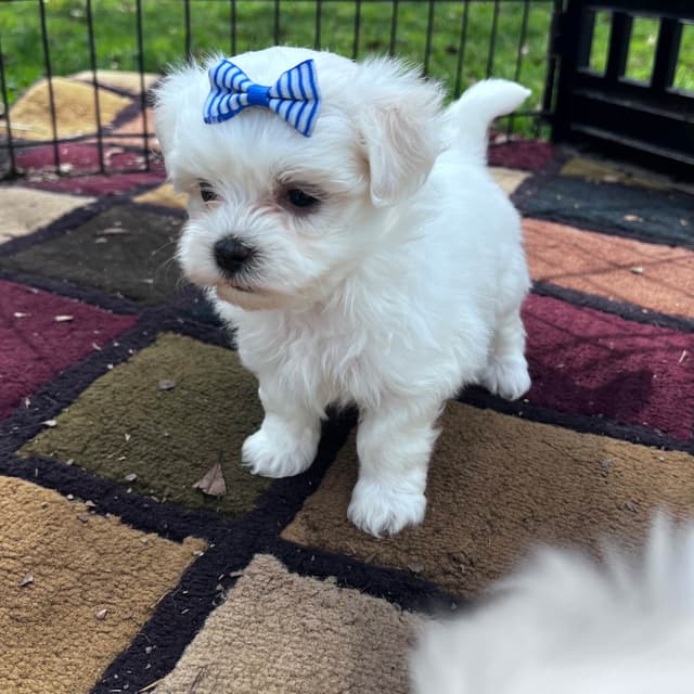 Maltese Puppies media 6
