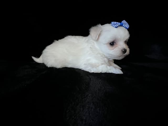 Maltese Puppies media 7