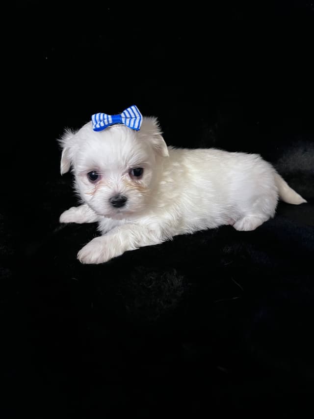 Maltese Puppies media 8