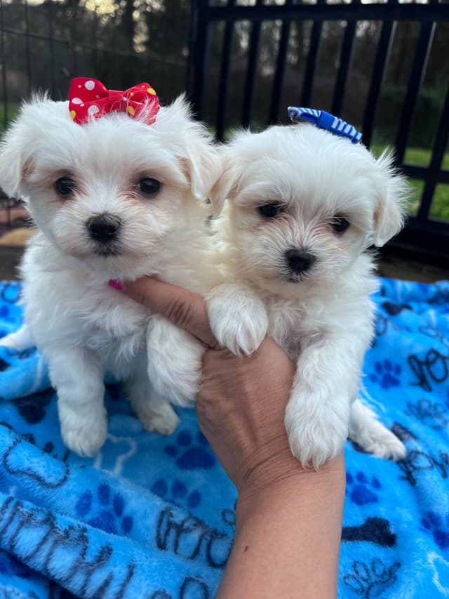 Maltese Puppies media 9