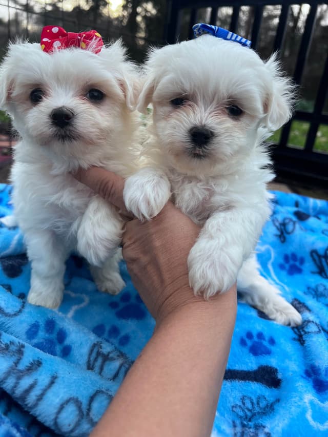 Maltese Puppies media 10