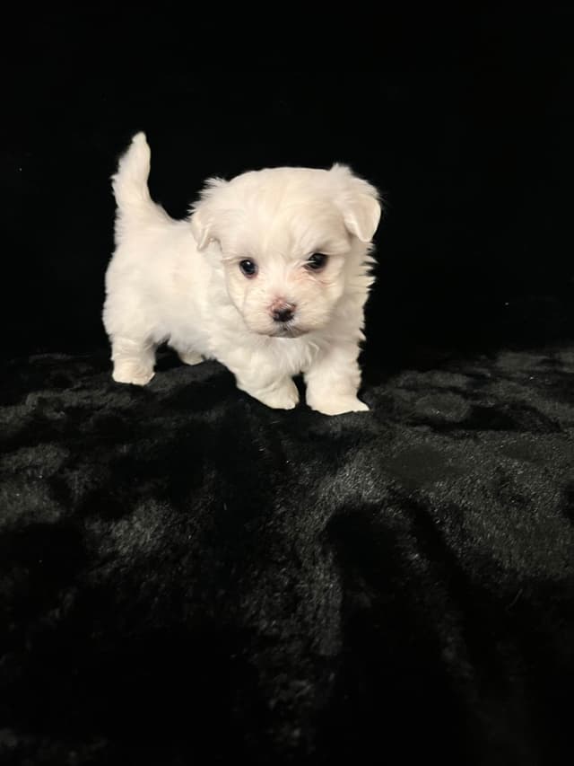 Maltese Puppies media 11