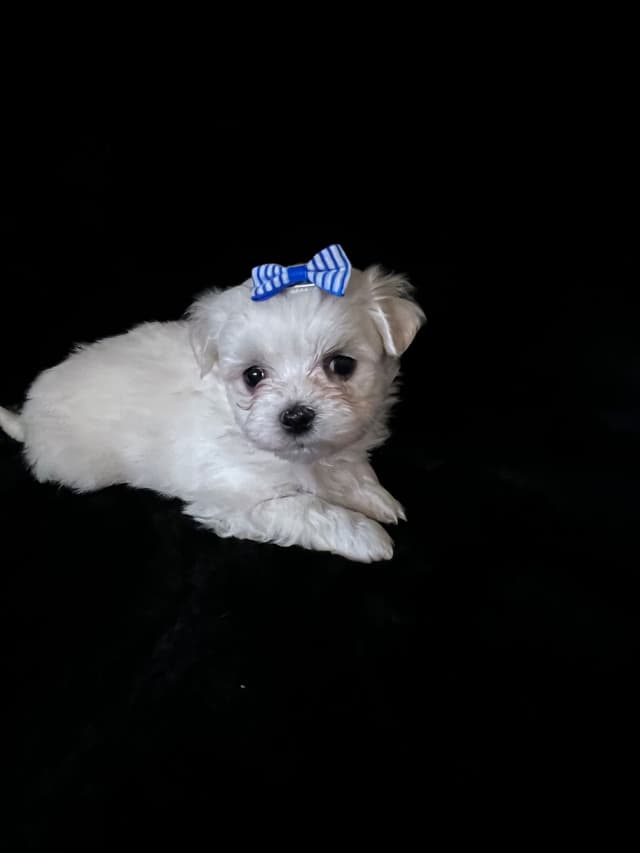 Maltese Puppies media 12