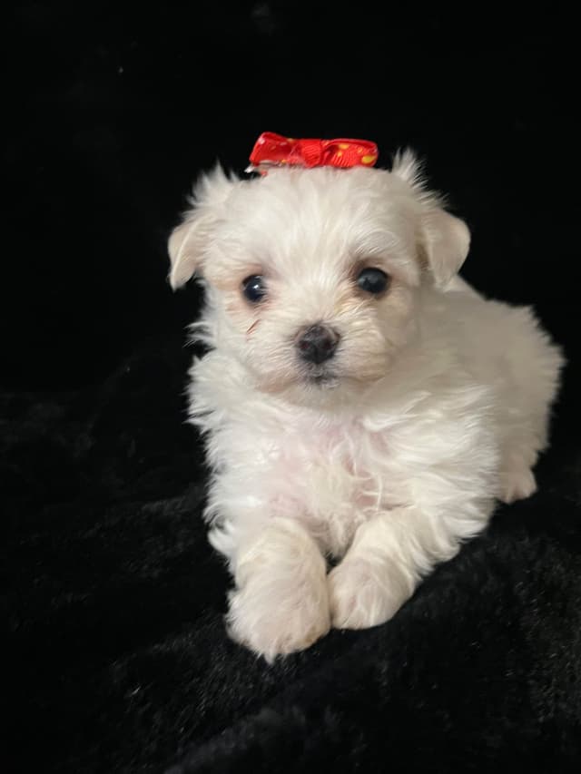 Maltese Puppies media 13