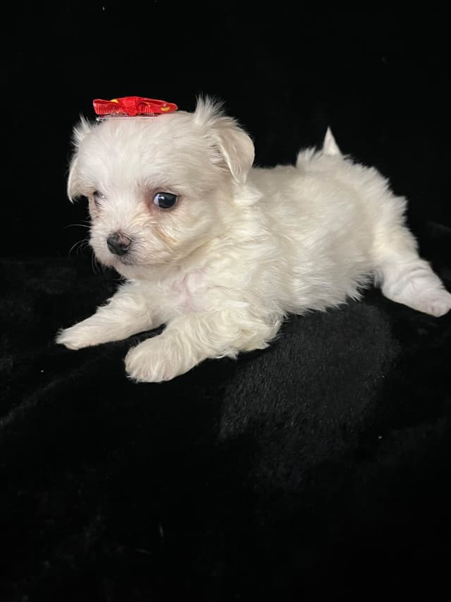 Maltese Puppies media 14