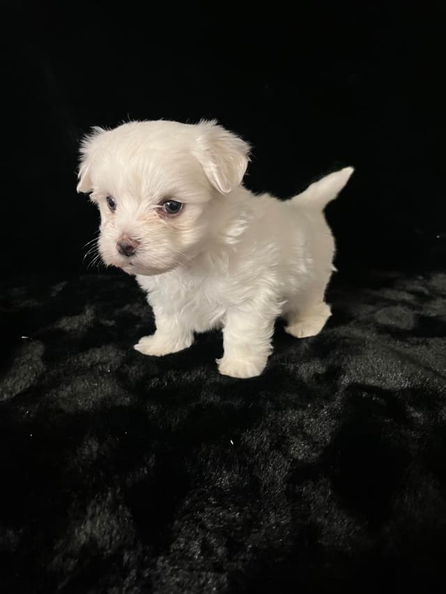 Maltese Puppies media 15