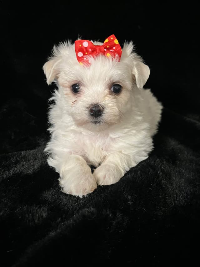 Maltese Puppies media 16