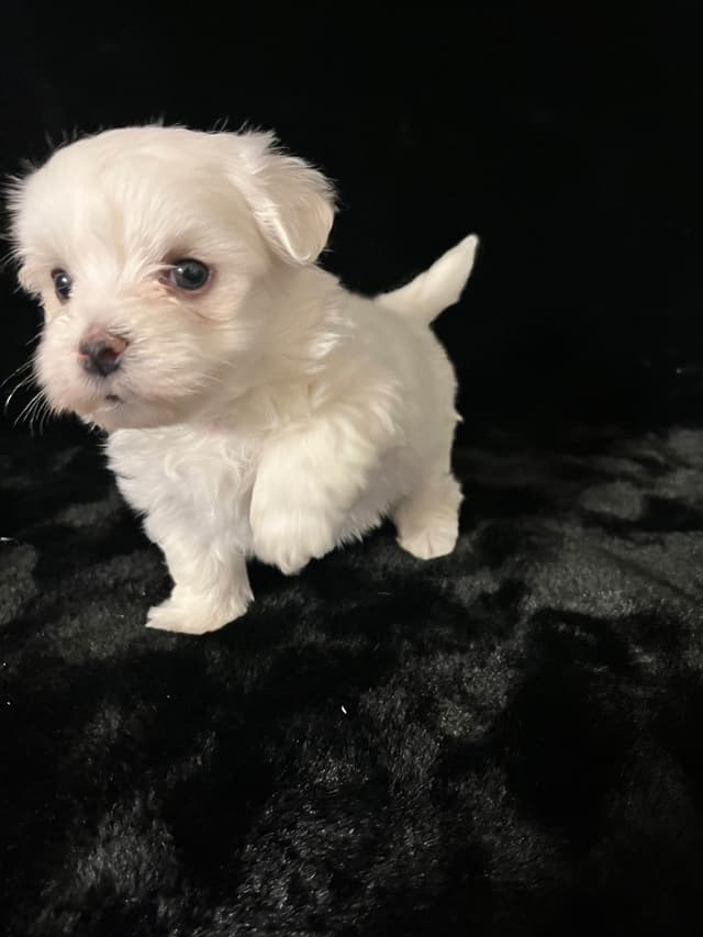 Maltese Puppies media 17