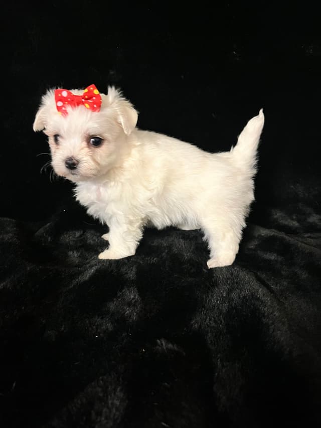 Maltese Puppies media 18
