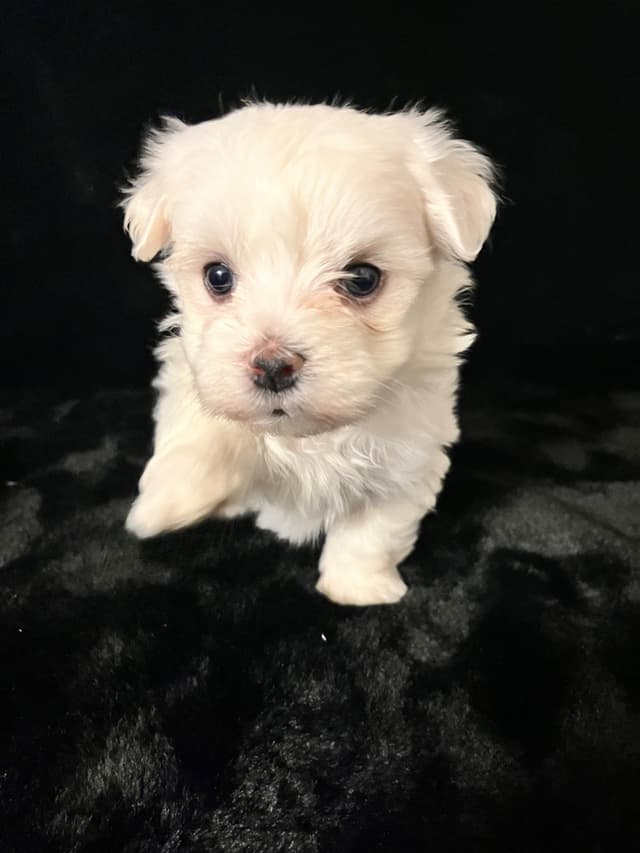 Maltese Puppies media 20