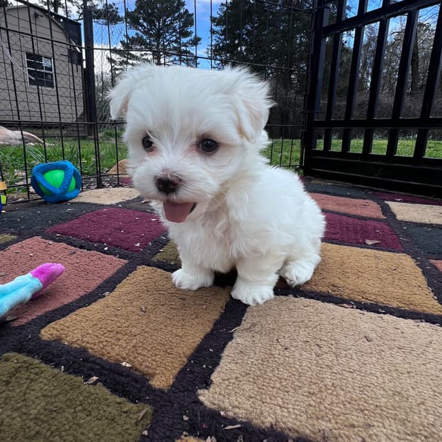 Maltese Puppies media 21