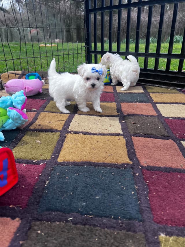 Maltese Puppies media 22