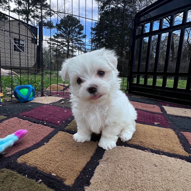 Maltese Puppies media 23
