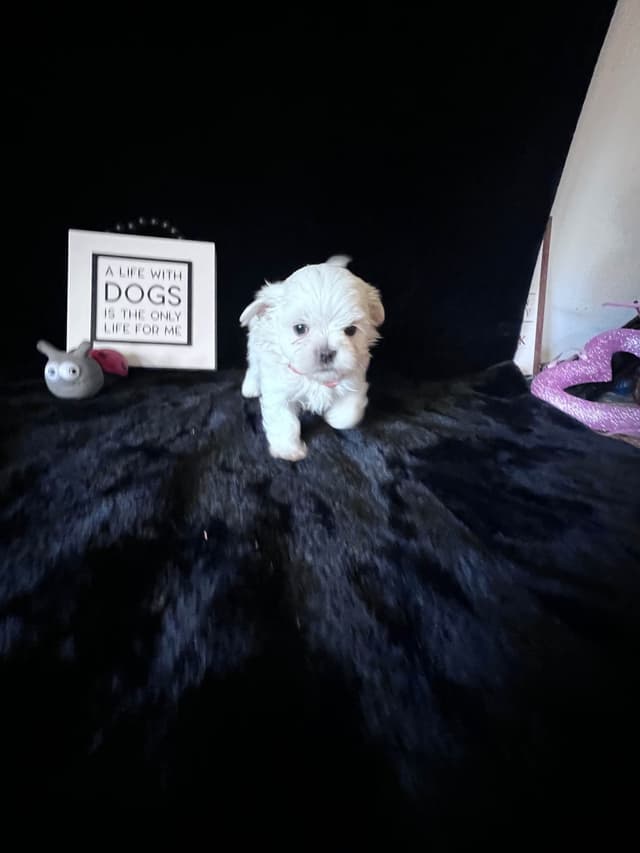 Maltese Puppies media 2