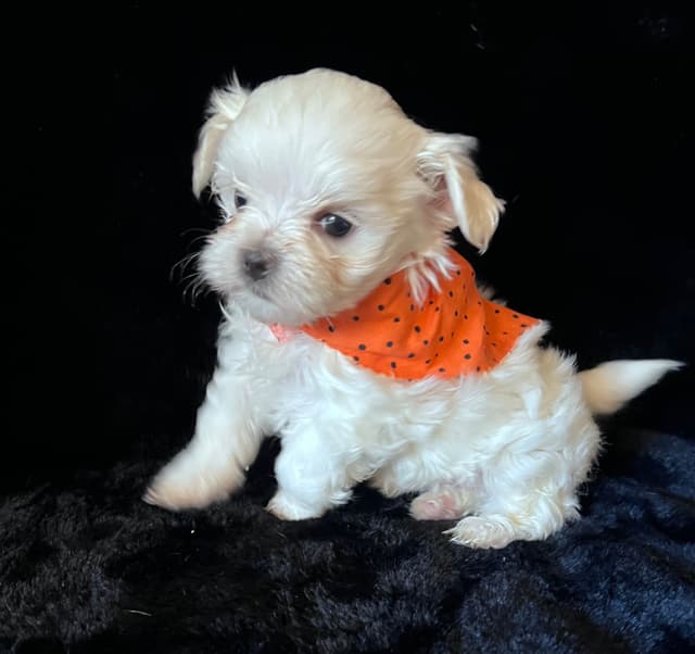 Maltese Puppies media 3