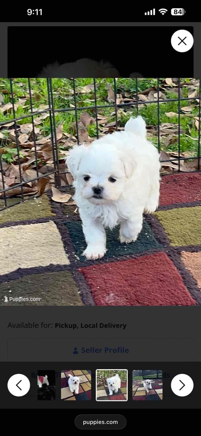 Maltese Puppies media 4