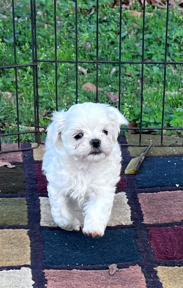 Maltese Puppies media 6