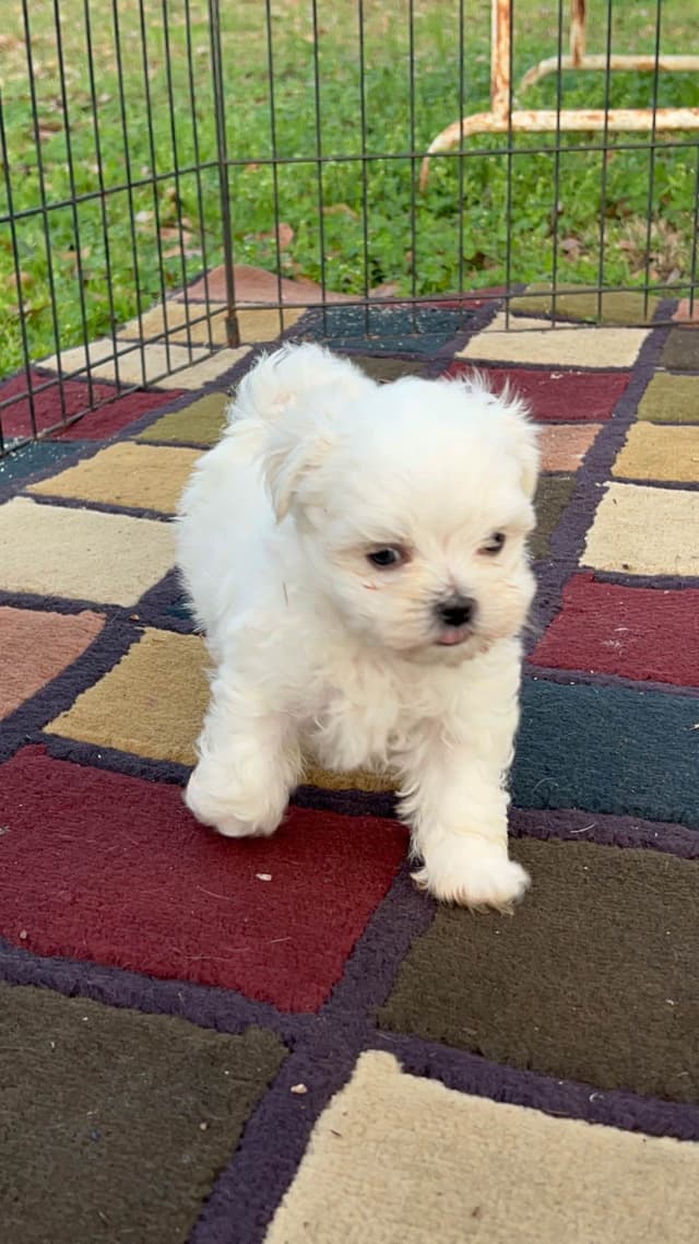 Maltese Puppies media 7
