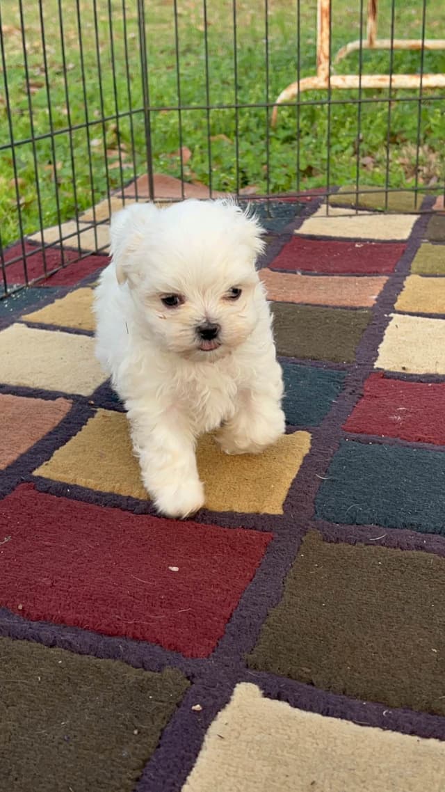 Maltese Puppies media 8