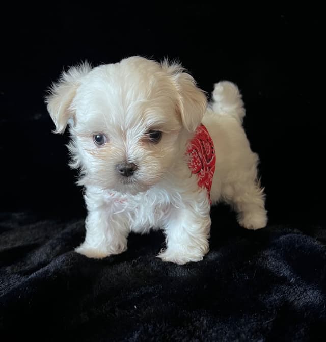 Maltese Puppies media 9