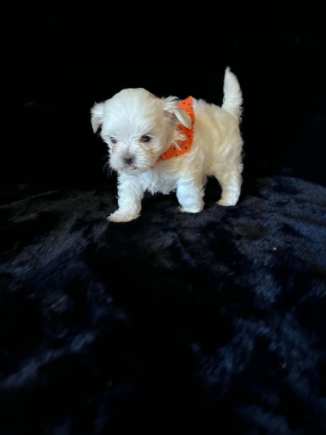 Maltese Puppies media 10