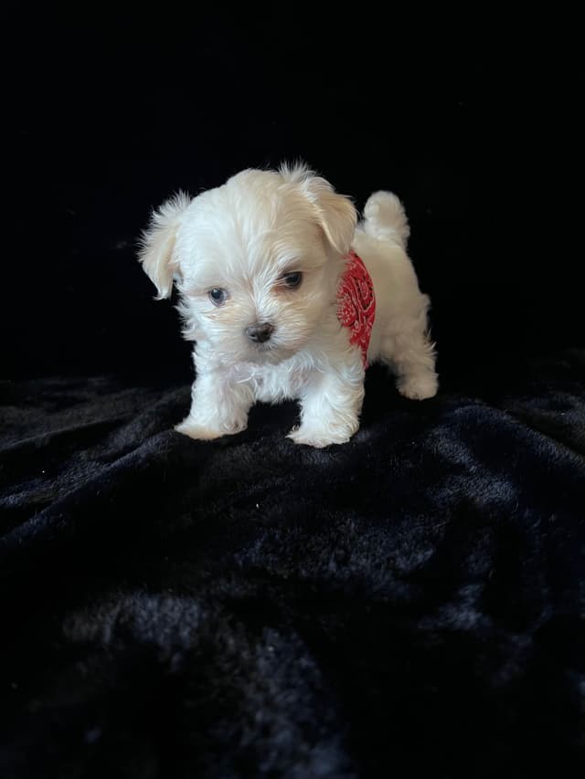 Maltese Puppies media 11