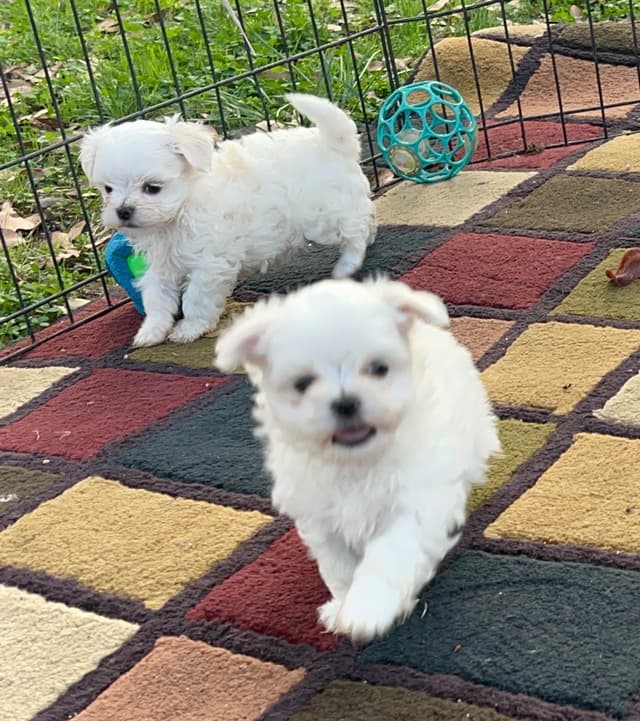 Maltese Puppies media 12