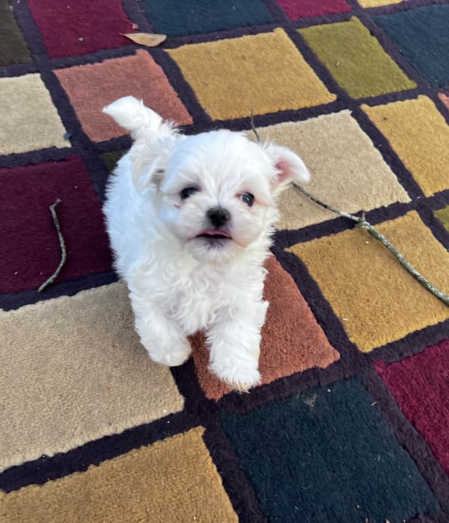 Maltese Puppies media 13