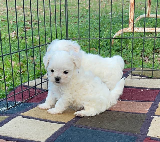 Maltese Puppies media 14